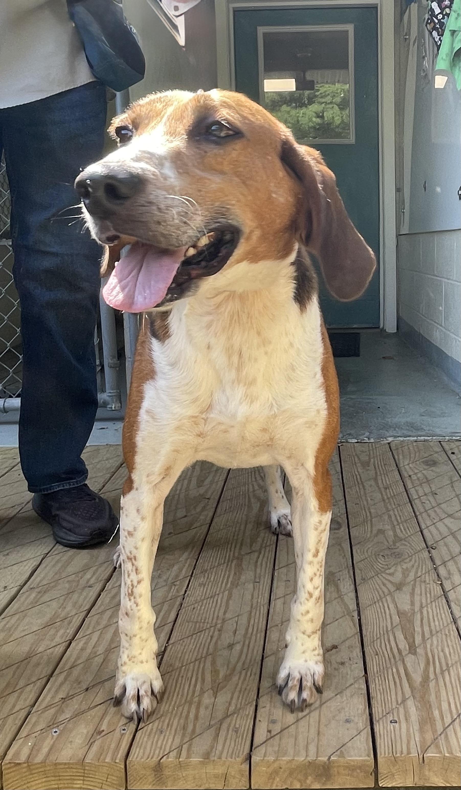 Enlarge Willie Nelson, a ADOPTABLE mixed breed in Heathsville, VA image 1/5