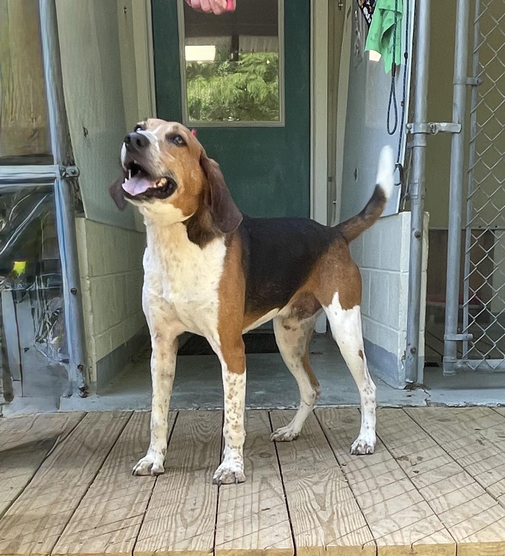 Enlarge Willie Nelson, a ADOPTABLE mixed breed in Heathsville, VA image 3/5