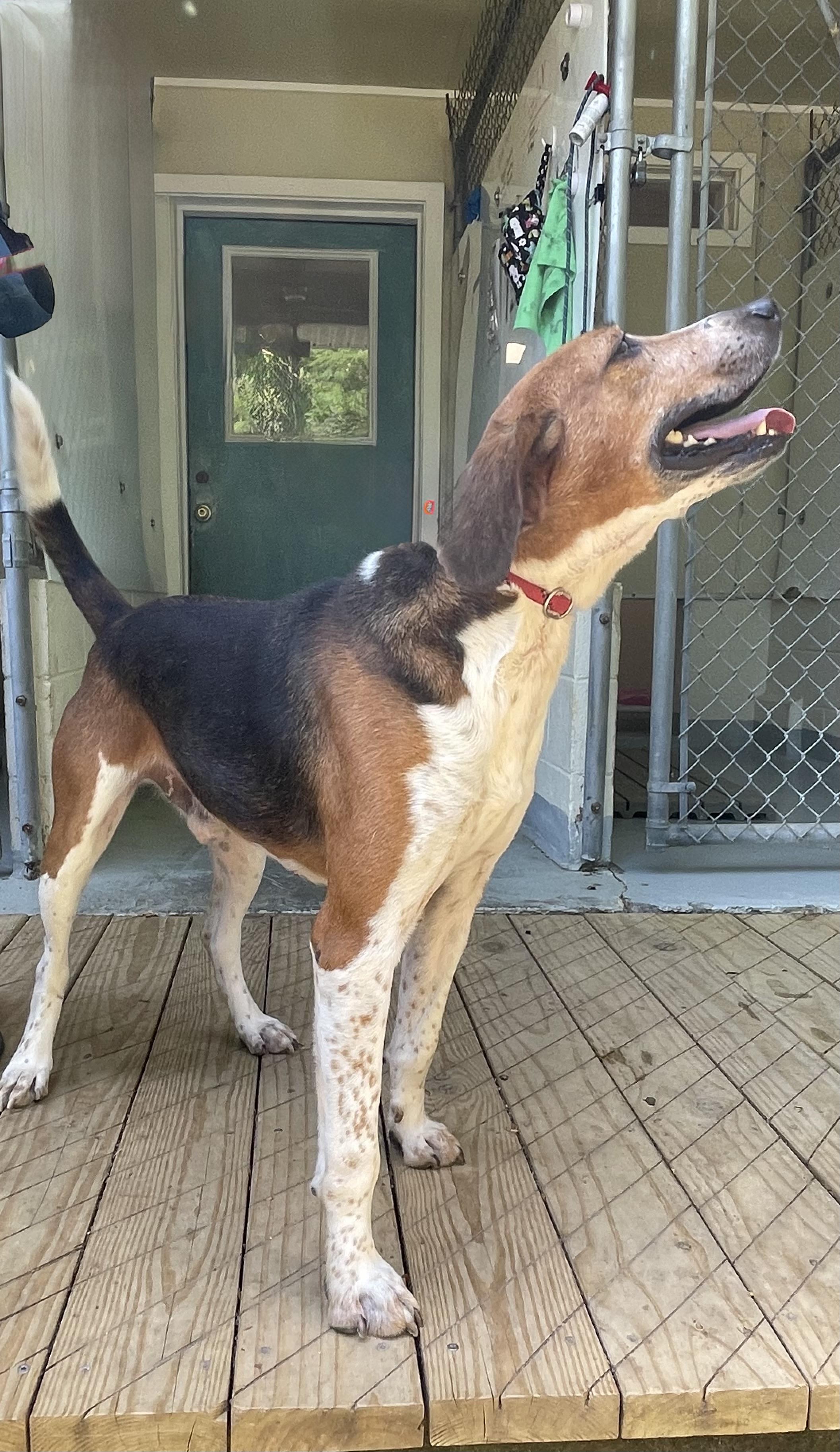 Enlarge Willie Nelson, a ADOPTABLE mixed breed in Heathsville, VA image 5/5