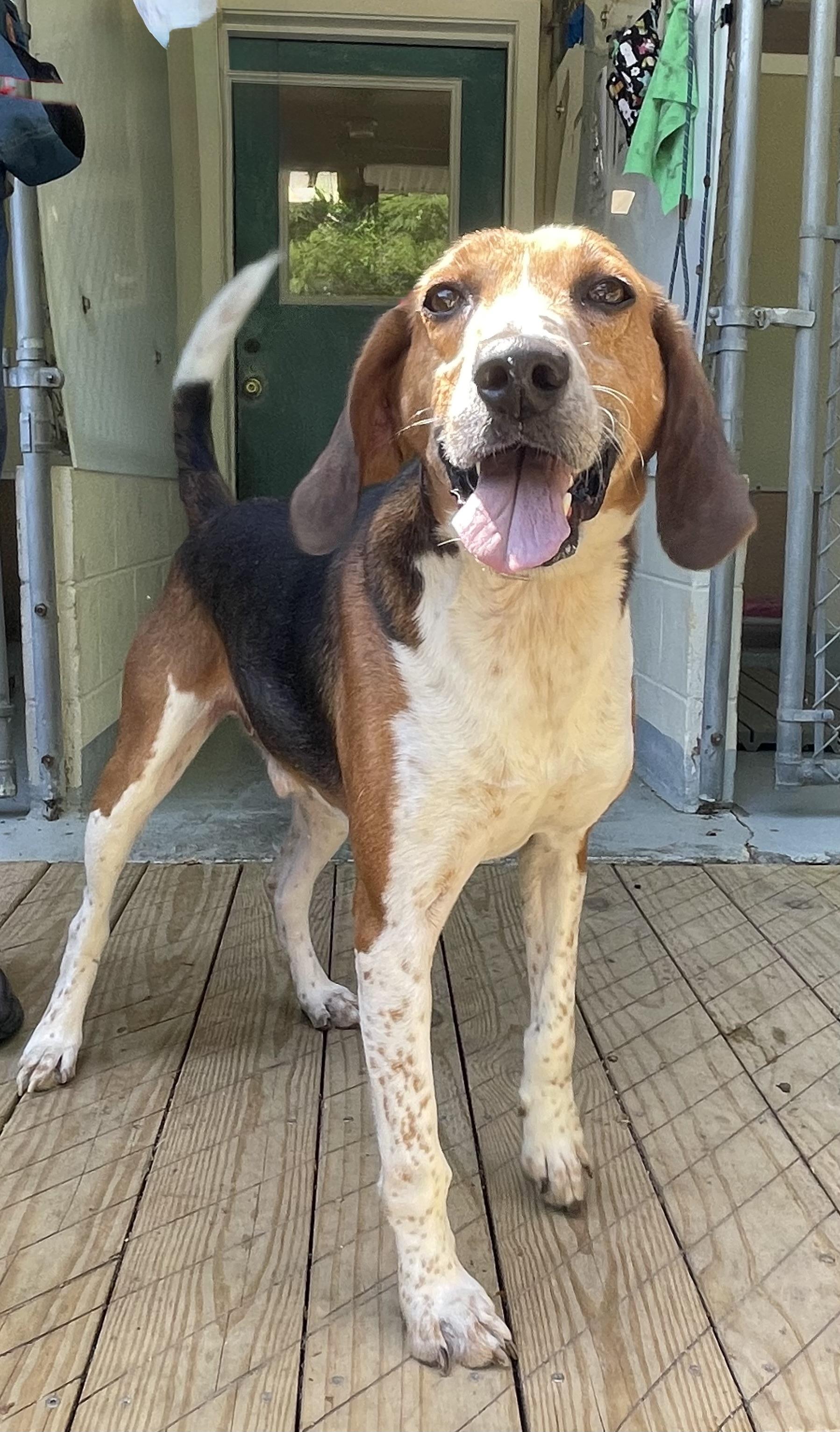 Enlarge Willie Nelson, a ADOPTABLE mixed breed in Heathsville, VA image 2/5