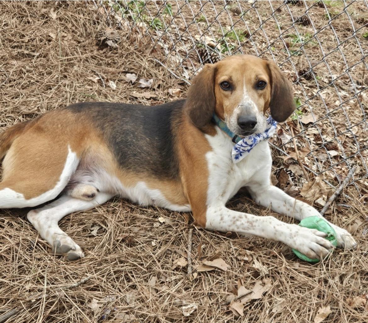 Enlarge Willie Nelson, a ADOPTABLE mixed breed in Heathsville, VA image 4/5