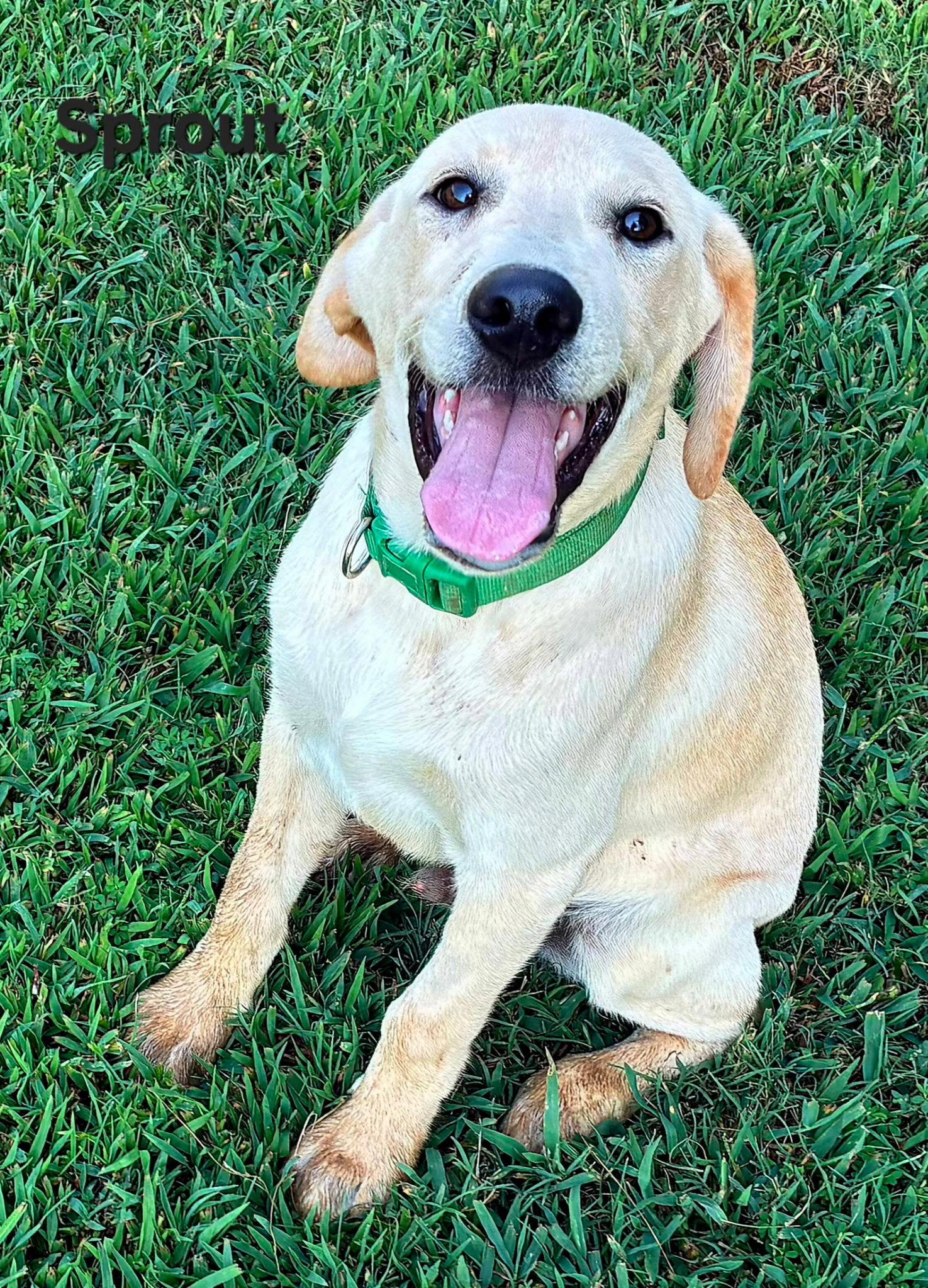 Enlarge PUPPY SPROUT, a Adopted Labrador Retriever in Franklin, TN image 1/3