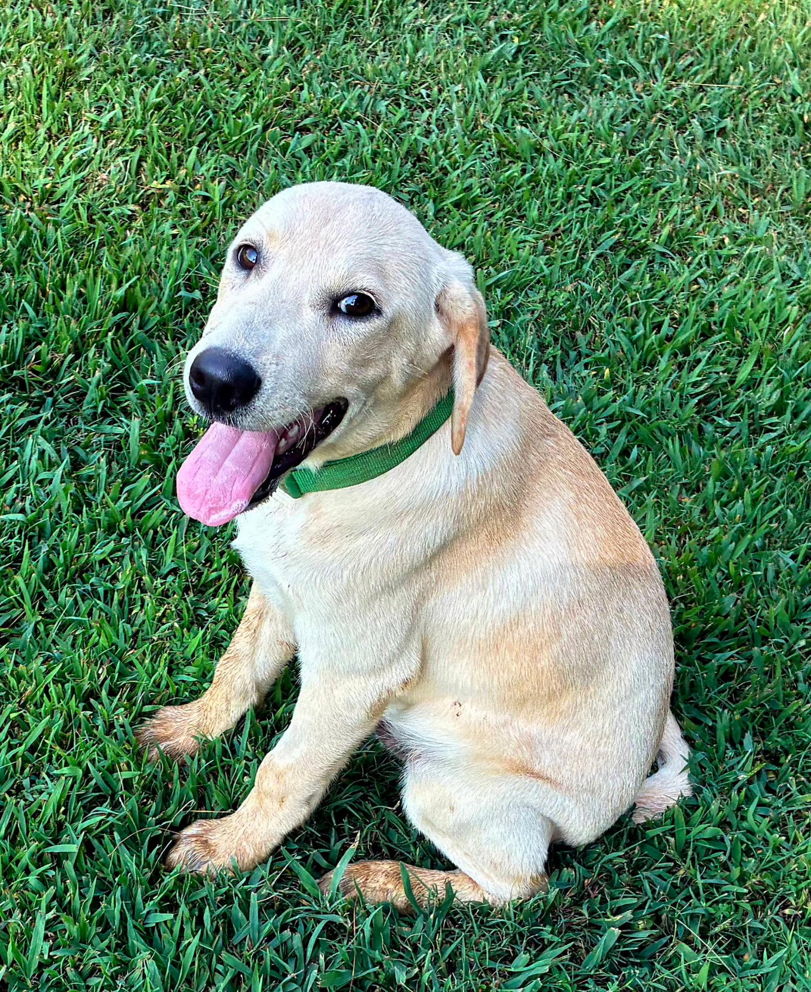 Enlarge PUPPY SPROUT, a Adopted Labrador Retriever in Franklin, TN image 2/3