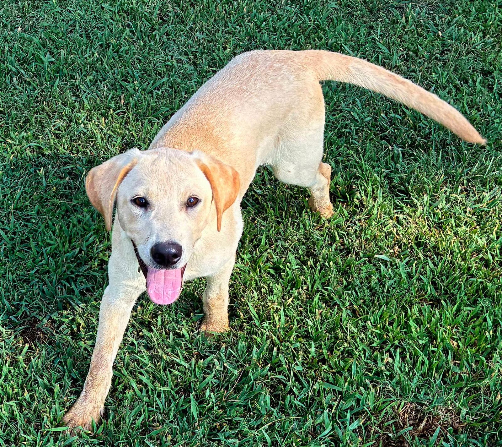 Enlarge PUPPY SPROUT, a Adopted Labrador Retriever in Franklin, TN image 3/3