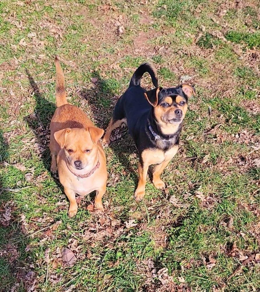 Bella, Adoptable, Young Female Chihuahua.