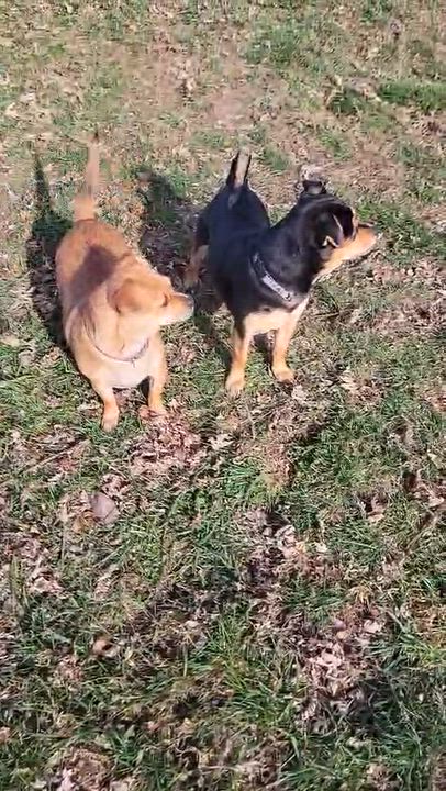 Enlarge Bella, a Adoptable Chihuahua in Auburn, PA video 4/4