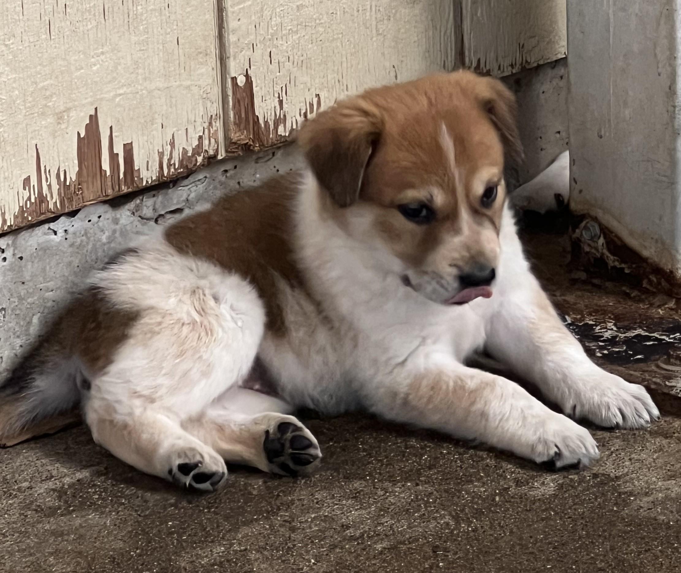 Enlarge TOFFEE, a Adoptable mixed breed in Granite Bay, CA image 1/2