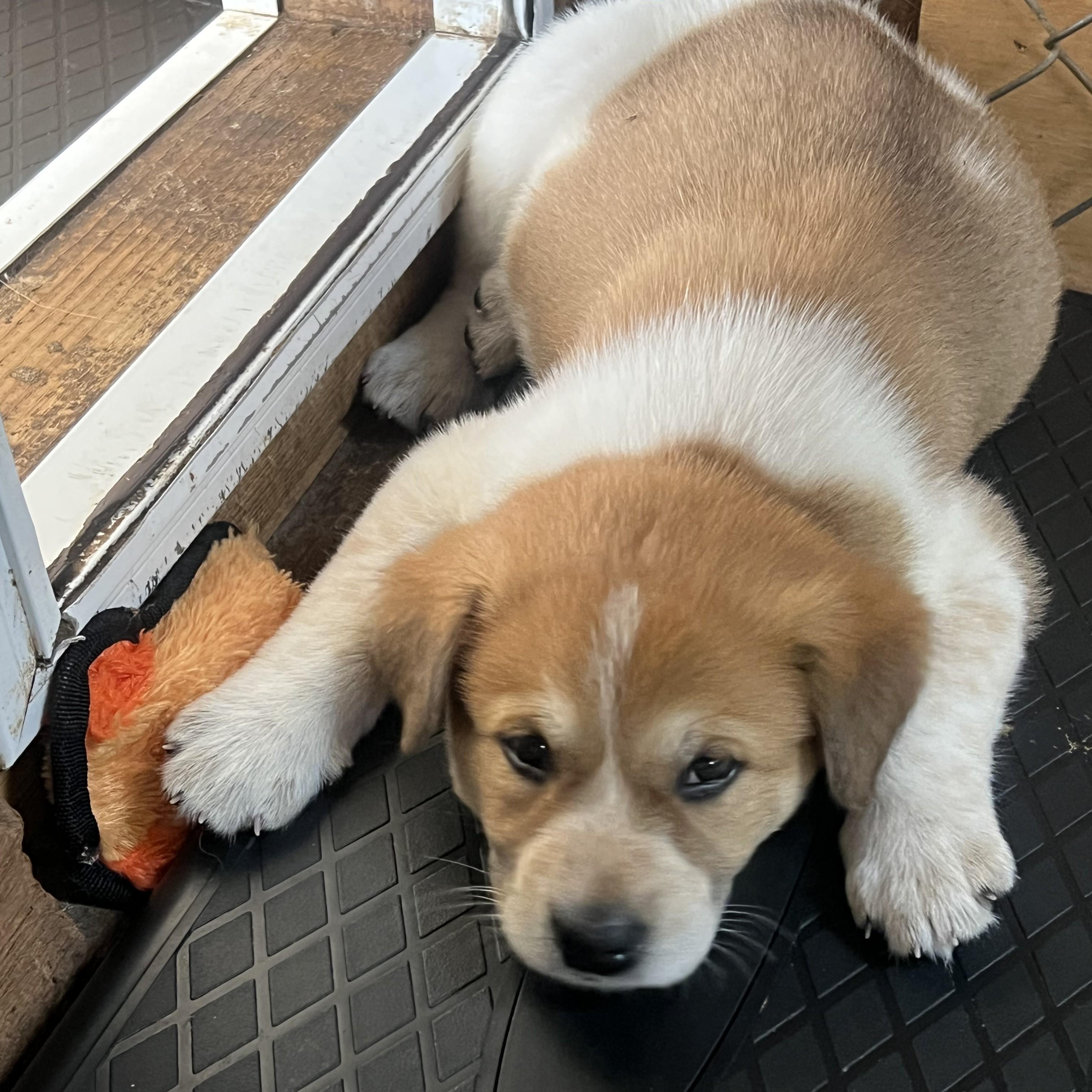 Enlarge TOFFEE, a Adoptable mixed breed in Granite Bay, CA image 2/2
