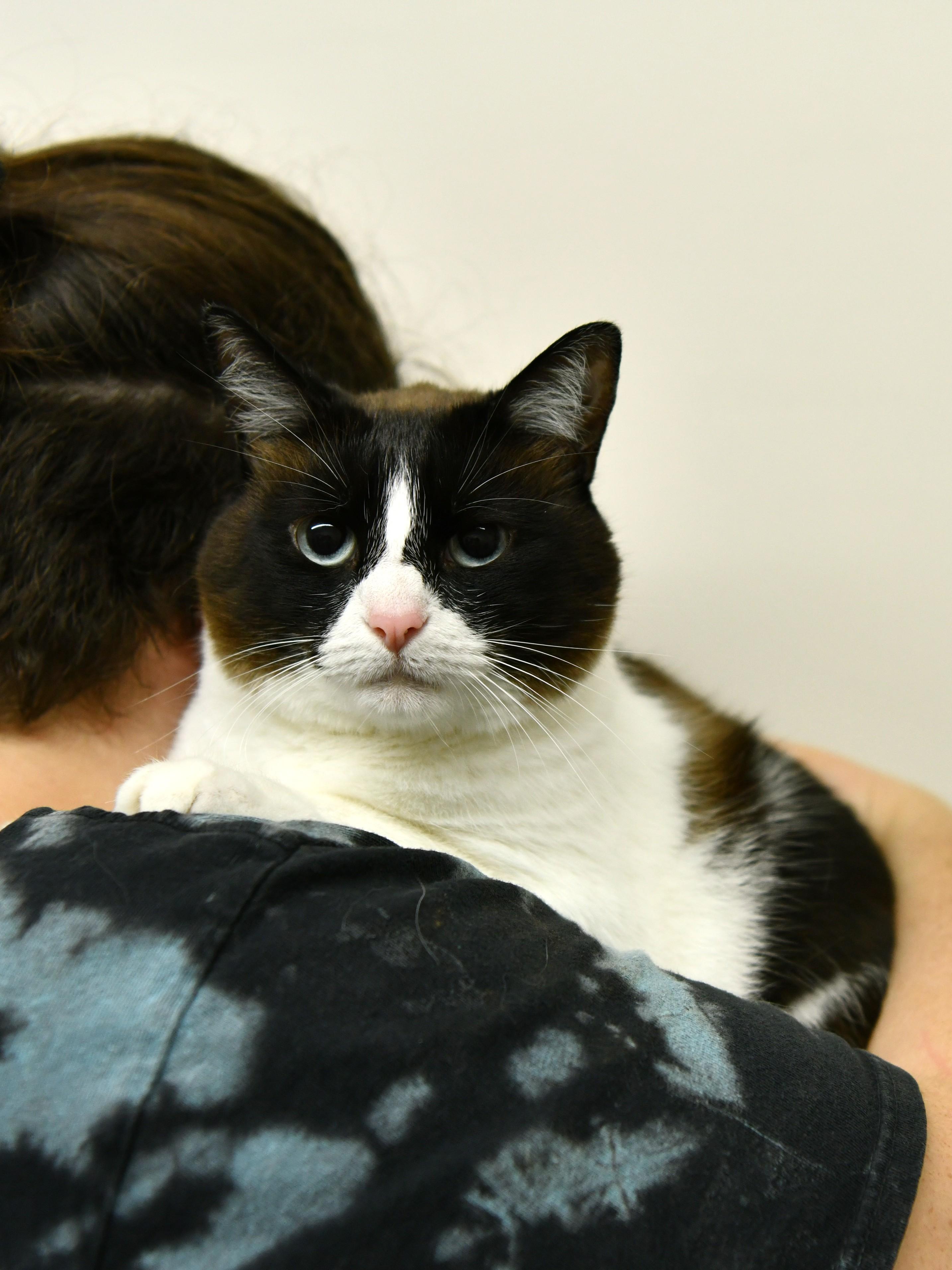 Enlarge Mookie, an adoptable mixed breed in Fairhope, AL image 3/3