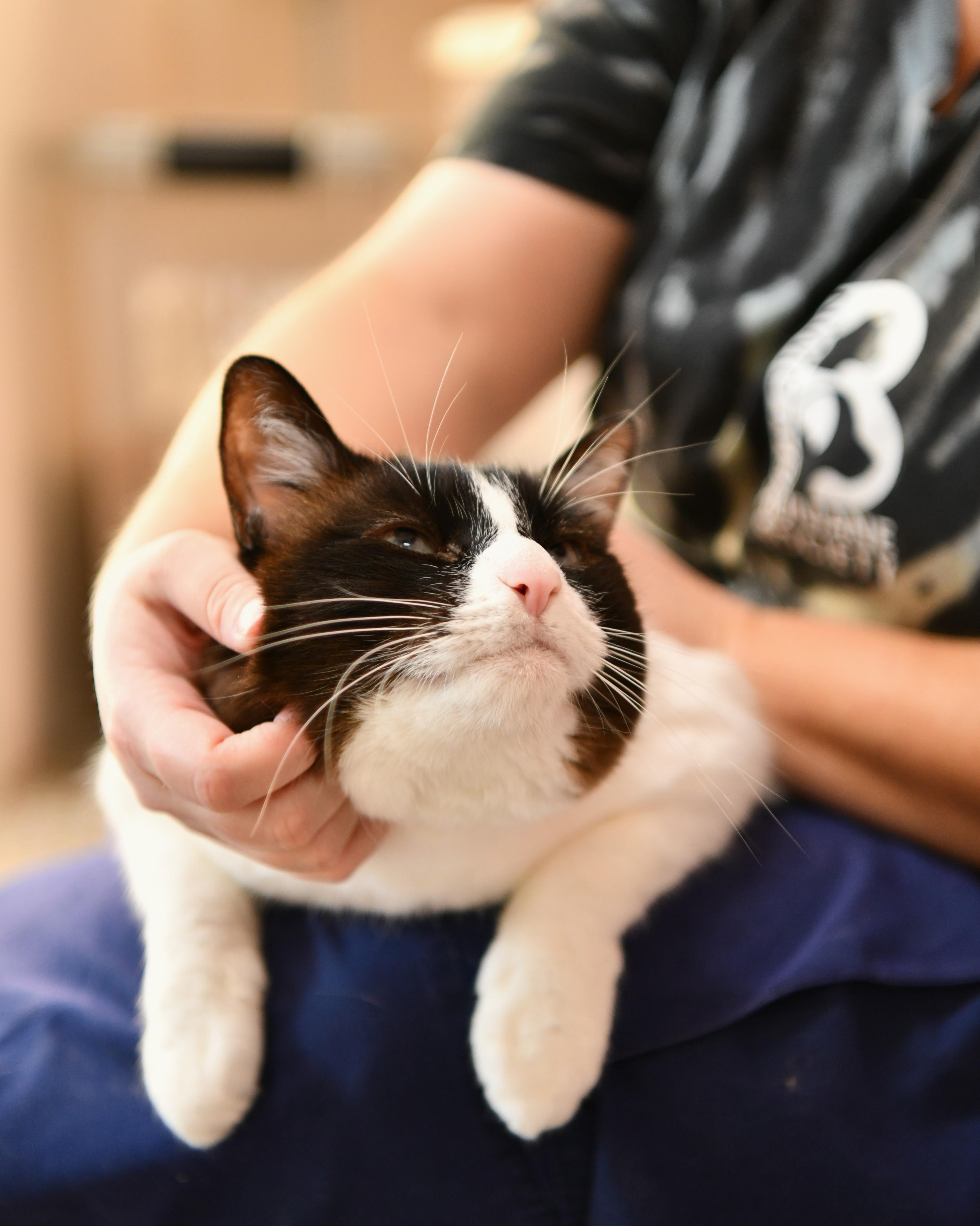 Mookie, adoptable, Adult Female Domestic Short Hair & Ragdoll.