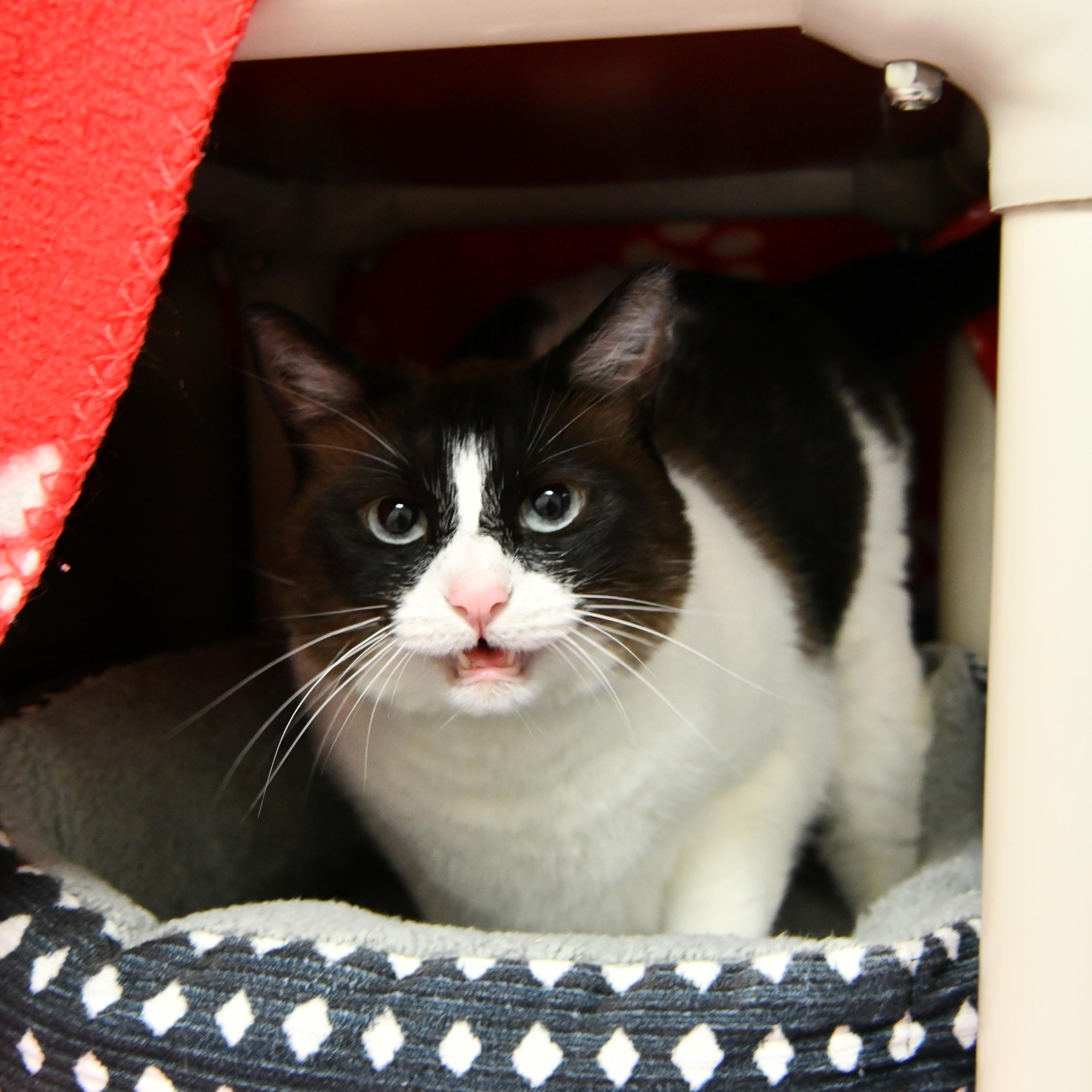 Enlarge Mookie, an adoptable mixed breed in Fairhope, AL image 2/3