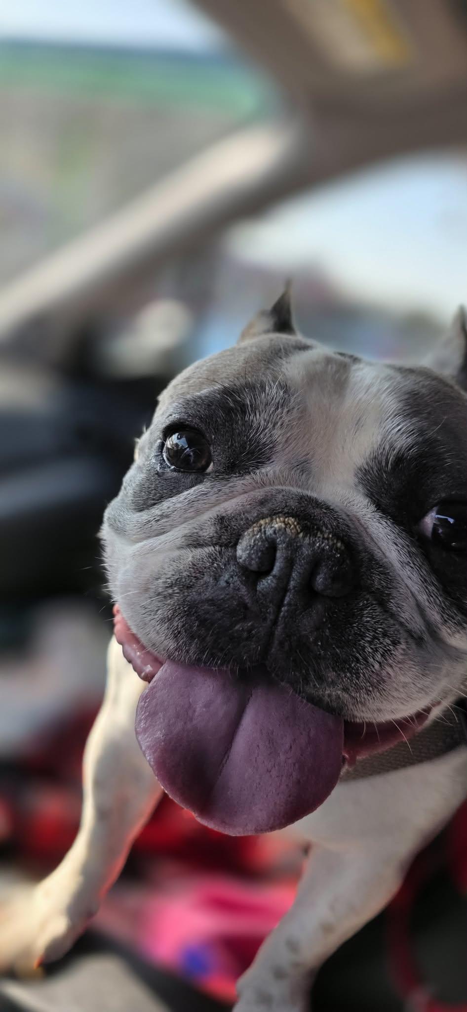 Violet, Adoptable, Young Female French Bulldog.