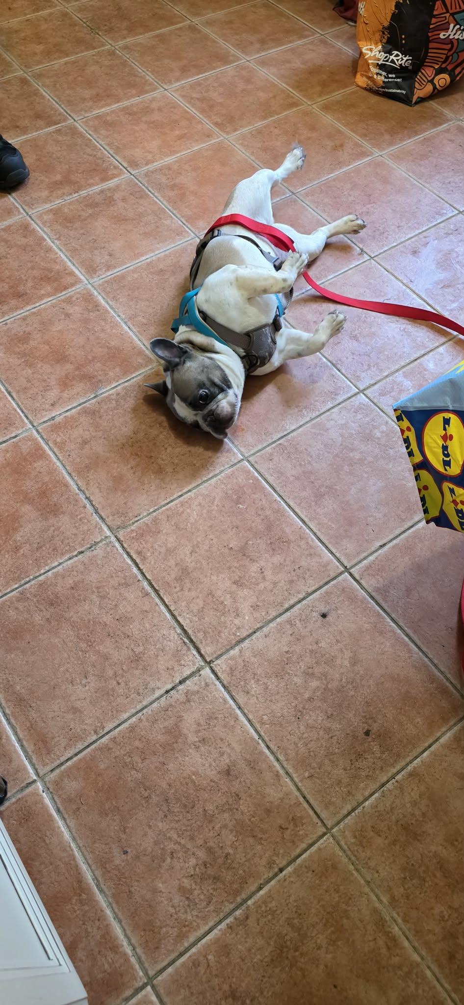 Enlarge Violet, a Adoptable French Bulldog in Tenafly, NJ image 2/3