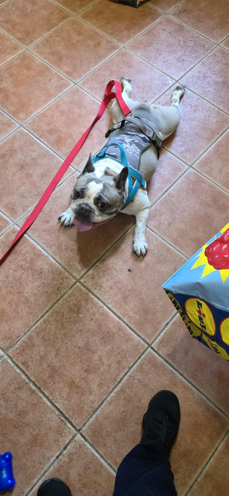 Enlarge Violet, a Adoptable French Bulldog in Tenafly, NJ image 3/3