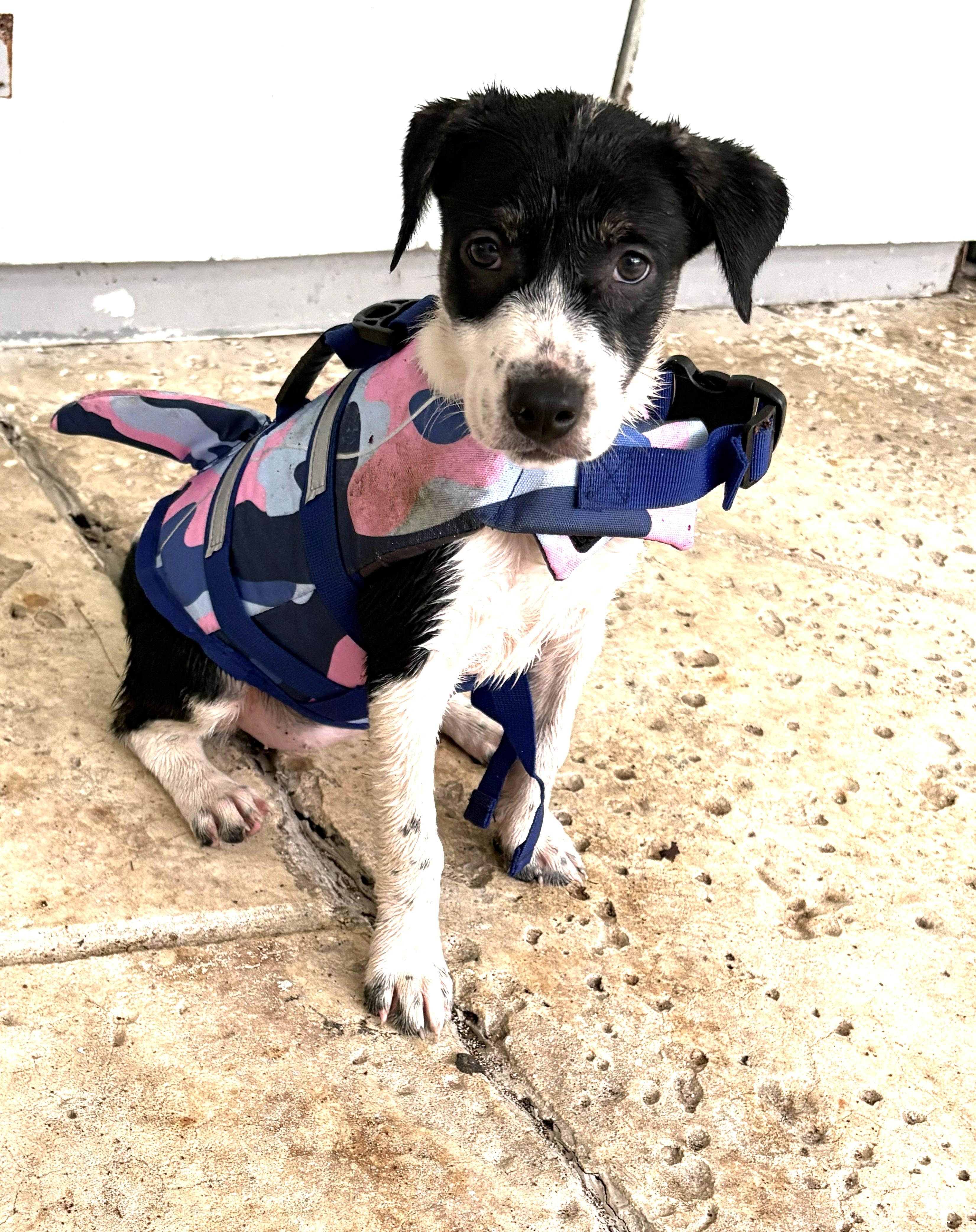 Enlarge Marietta Puppy, a ADOPTABLE Border Collie in St. Petersburg, FL image 1/1