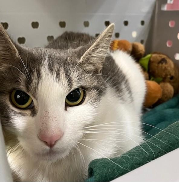 POPPY, Adoptable, Young Female Domestic Short Hair.