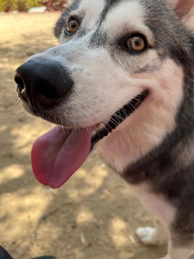 Dog for adoption YUKI, a Siberian Husky Mix in Bell Gardens, CA
