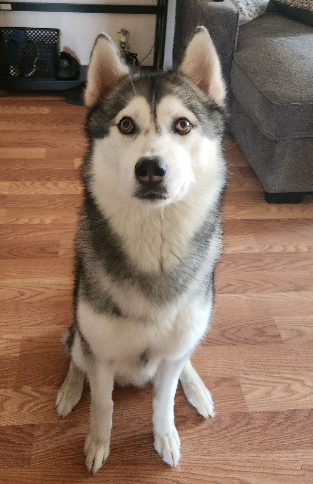 Dog for adoption YUKI, a Siberian Husky Mix in Bell Gardens, CA