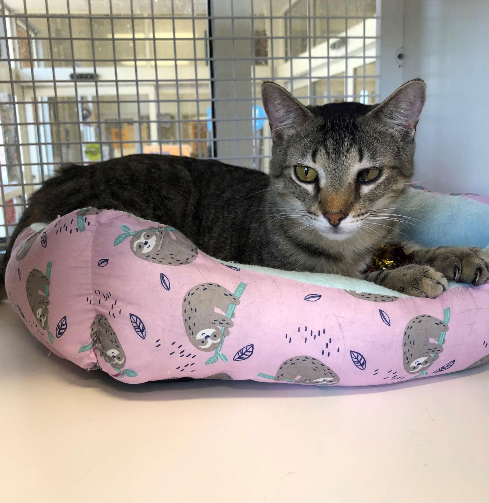 Broc, Adoptable, Adult Male Tabby.