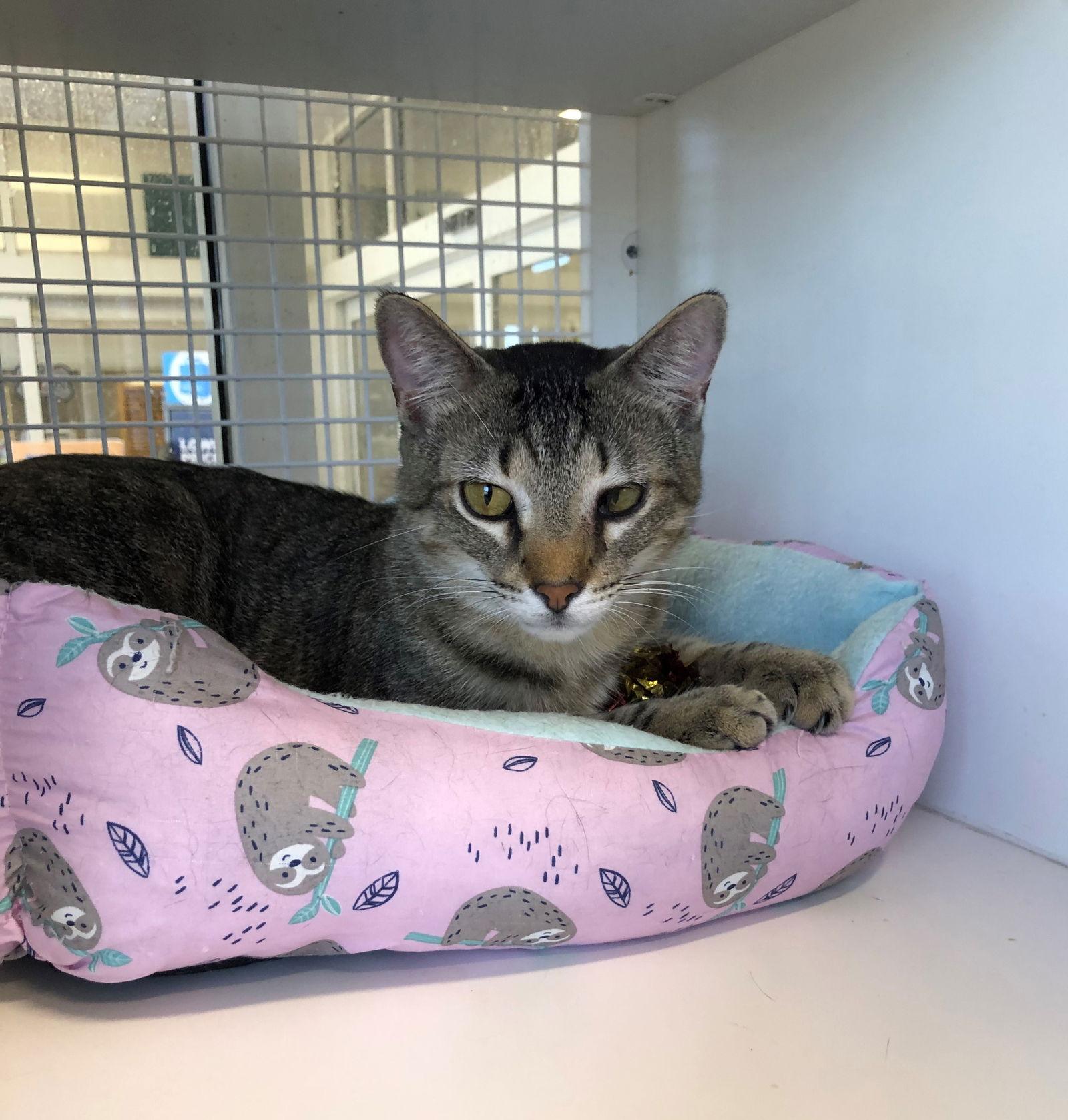 Broc, Adoptable, Adult Male Tabby.