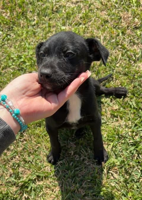 Enlarge Widget, a Adoptable mixed breed in Edison, NJ image 2/4