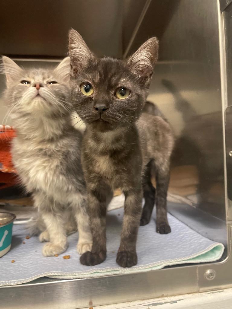 Nottingham, Adoptable, Kitten Female Domestic Short Hair.