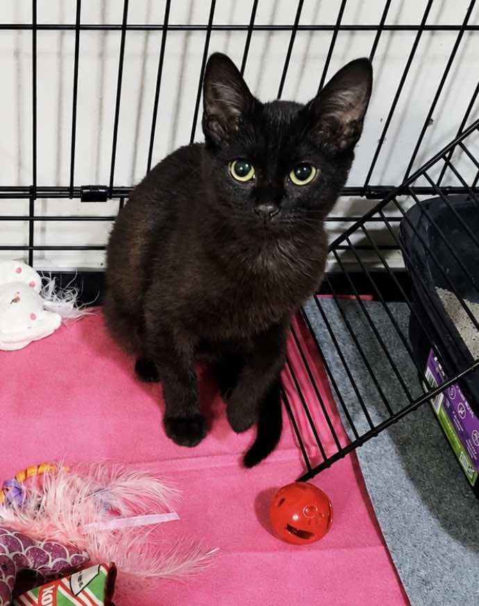 Belle, a ADOPTABLE Domestic Short Hair in Houston, TX image 5/5