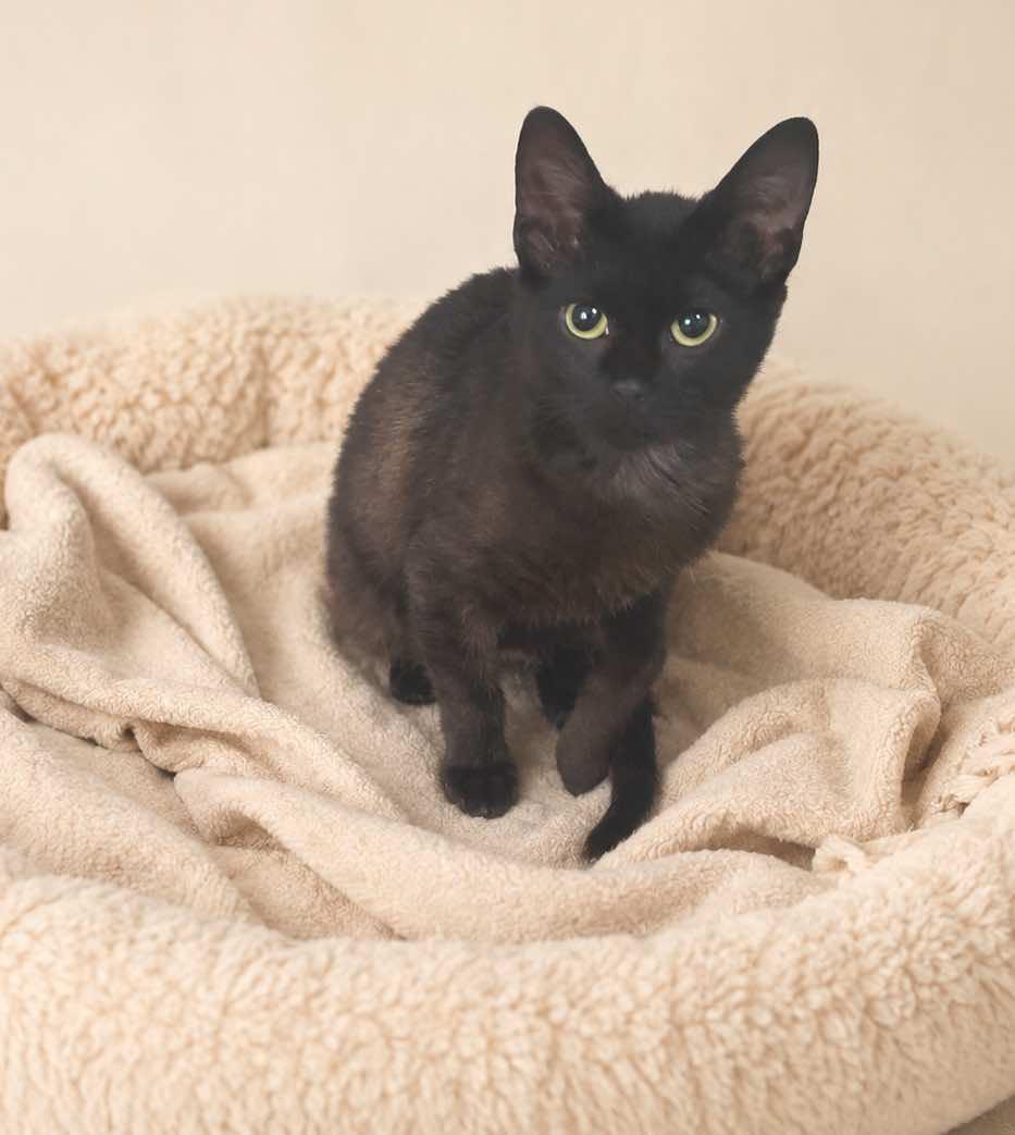Belle, a ADOPTABLE Domestic Short Hair in Houston, TX image 3/5