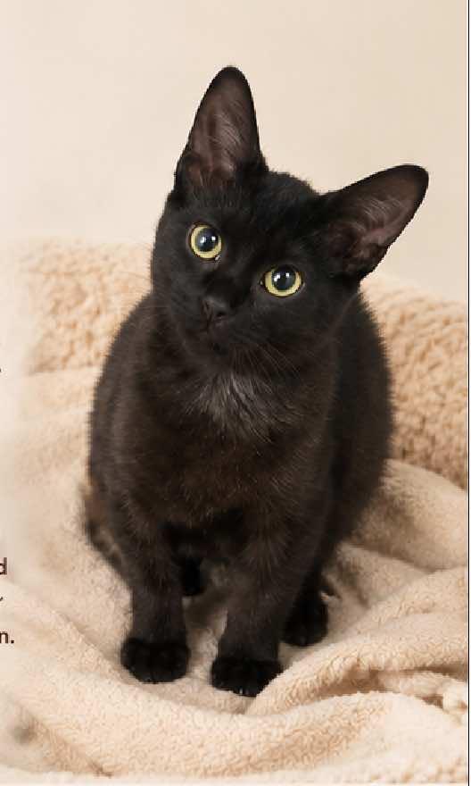 Belle, a ADOPTABLE Domestic Short Hair in Houston, TX image 4/5