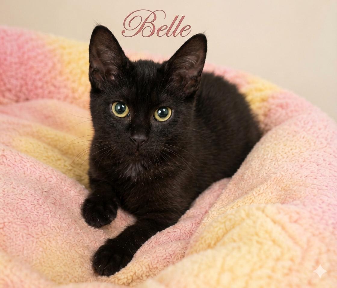 Belle, ADOPTABLE, Kitten Female Domestic Short Hair.