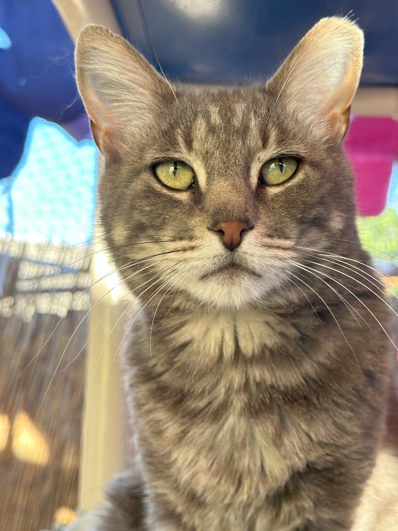 Enlarge Jackie, a Adoptable Domestic Short Hair in St. George, UT image 3/6