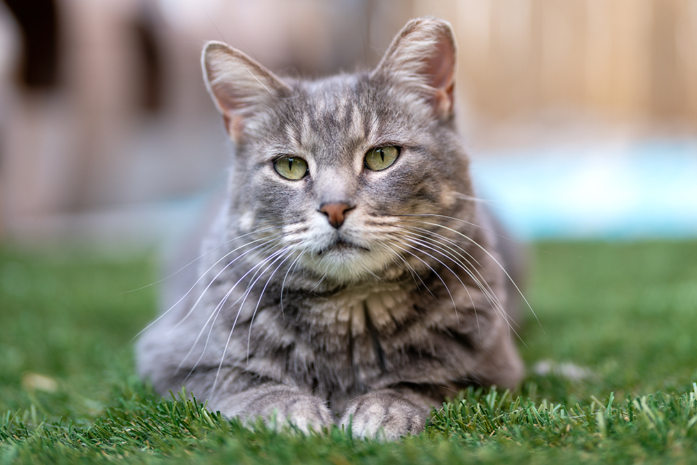 Enlarge Jackie, a Adoptable Domestic Short Hair in St. George, UT image 2/6