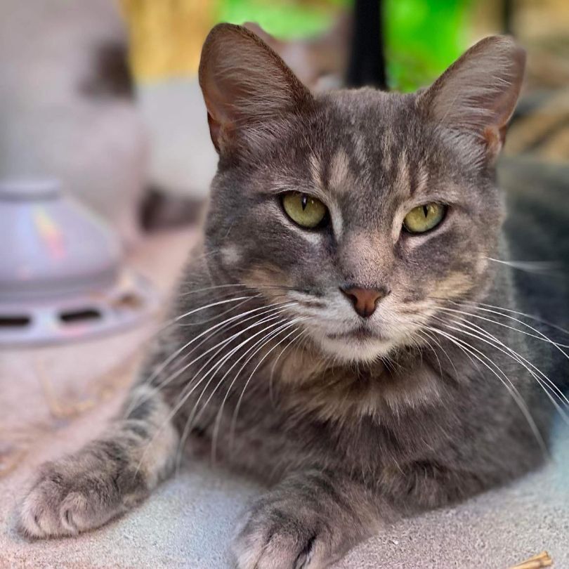 Enlarge Jackie, a Adoptable Domestic Short Hair in St. George, UT image 4/6