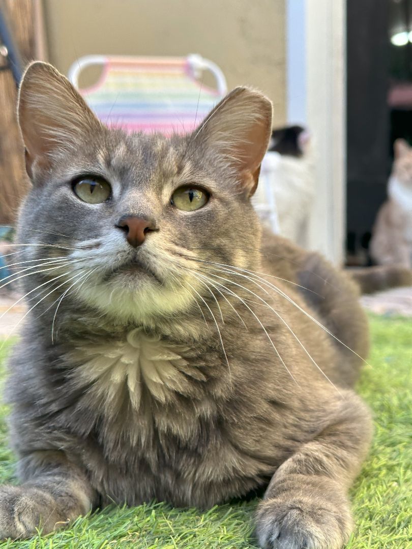 Enlarge Jackie, a Adoptable Domestic Short Hair in St. George, UT image 5/6