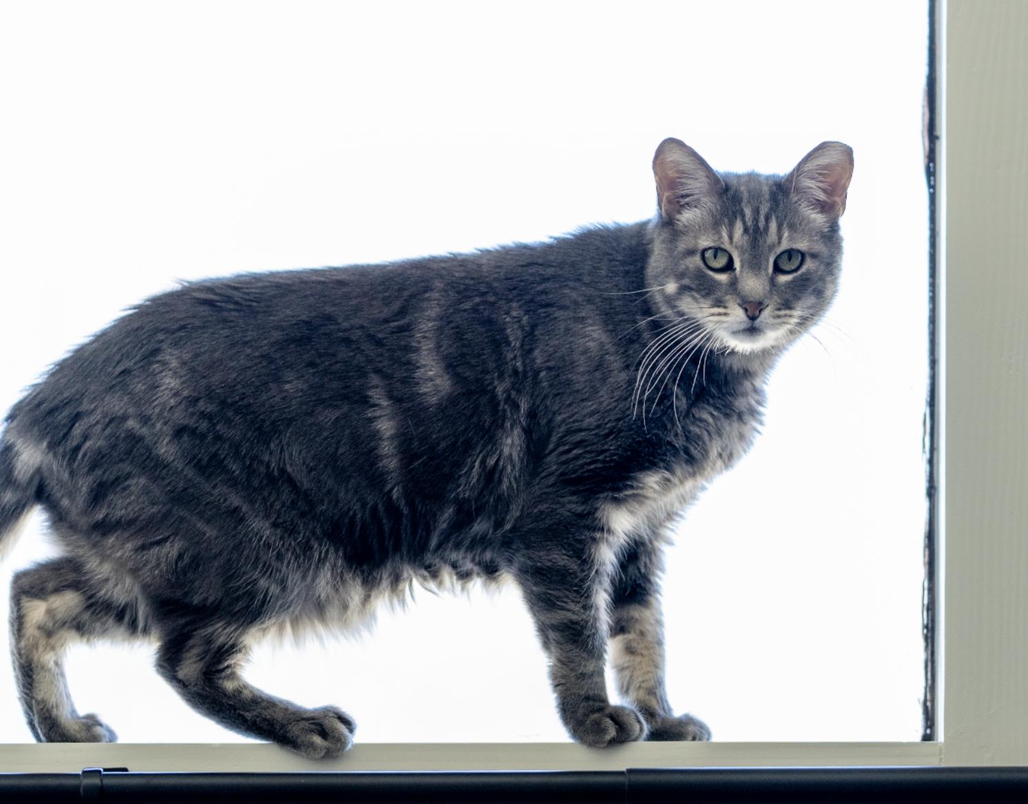 Jackie, Adoptable, Young Female Domestic Short Hair.