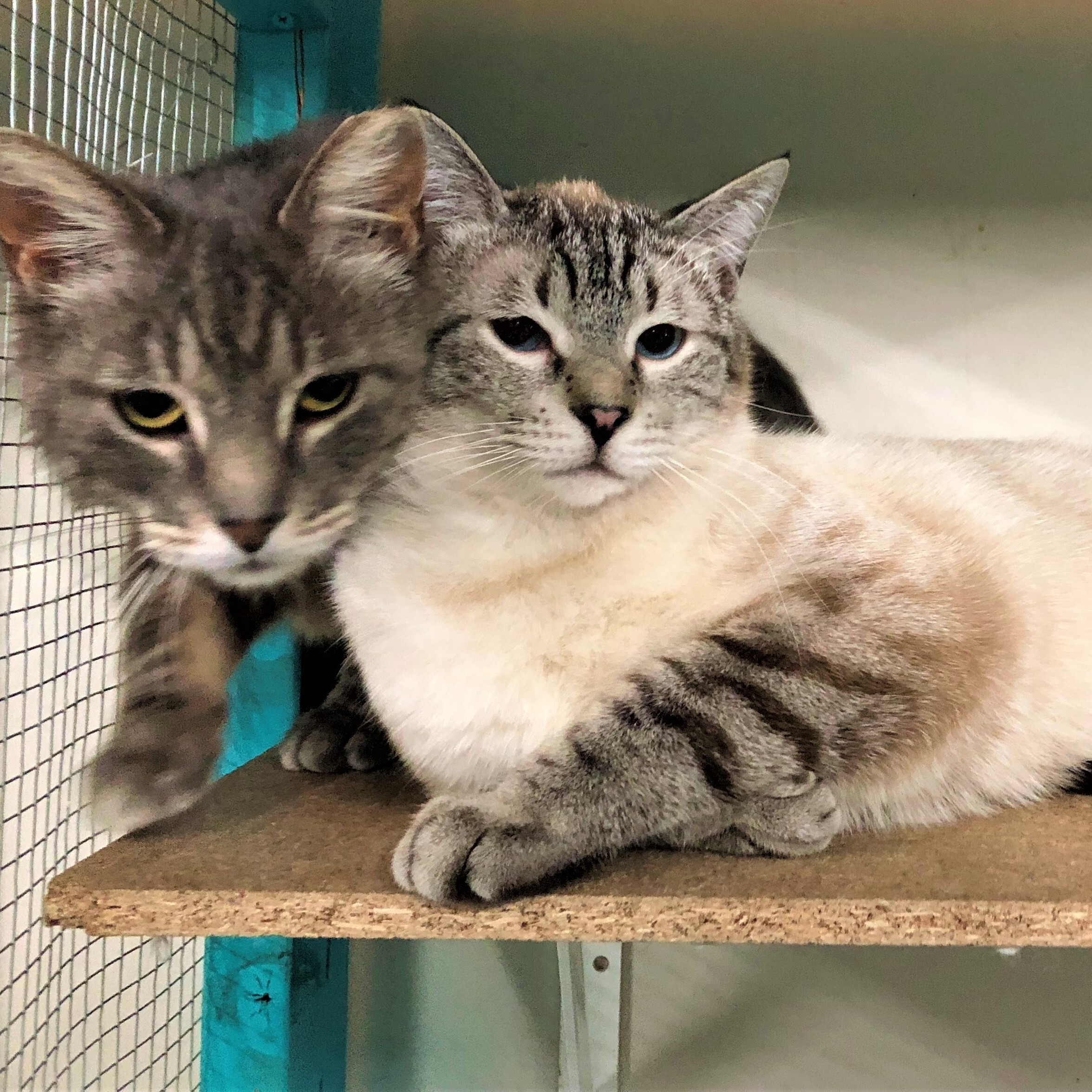 Enlarge Jackie, a Adoptable Domestic Short Hair in St. George, UT image 6/6