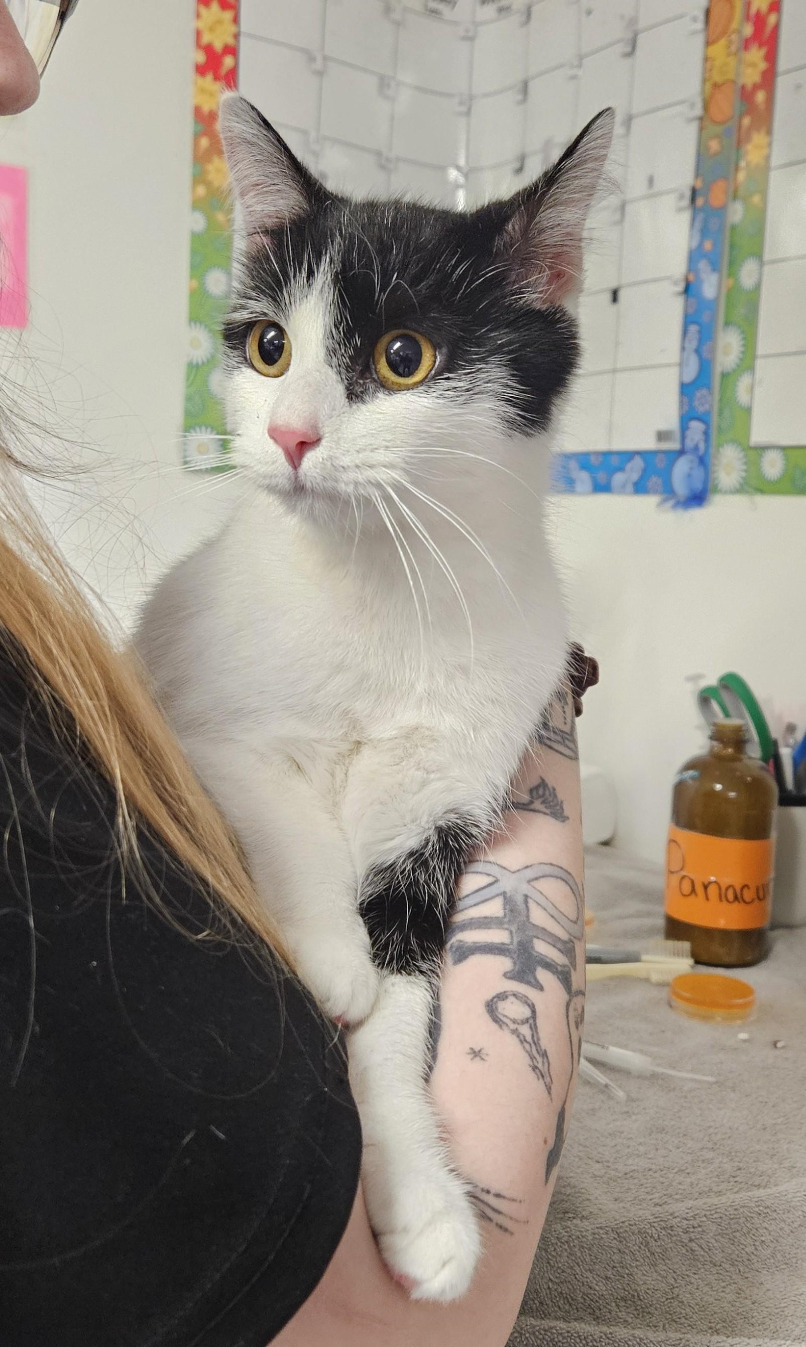 Hobo, ADOPTABLE, Young Female Domestic Short Hair.