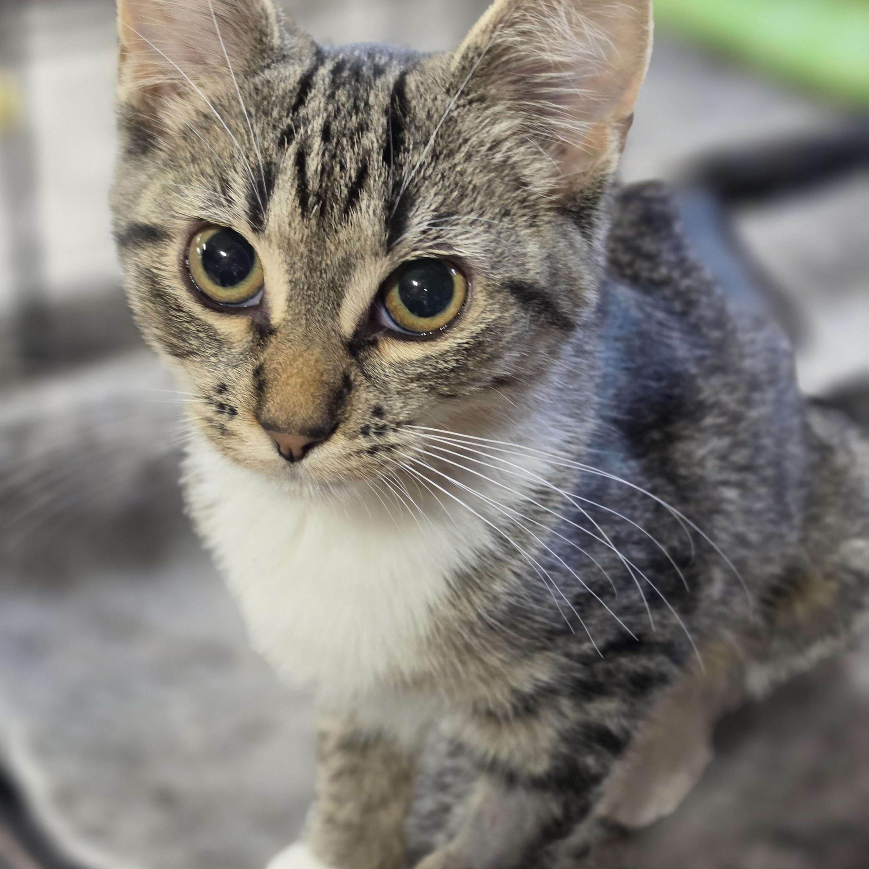 Enlarge Zoey, a ADOPTABLE Domestic Short Hair in Medford, WI image 1/1