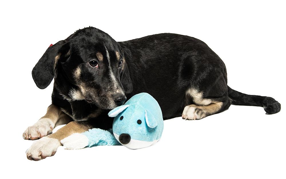 Whitt, a Adoptable mixed breed in Utica, NY image 3/6