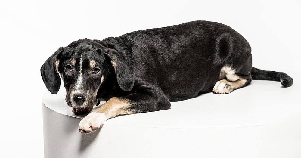 Whitt, a Adoptable mixed breed in Utica, NY image 5/6