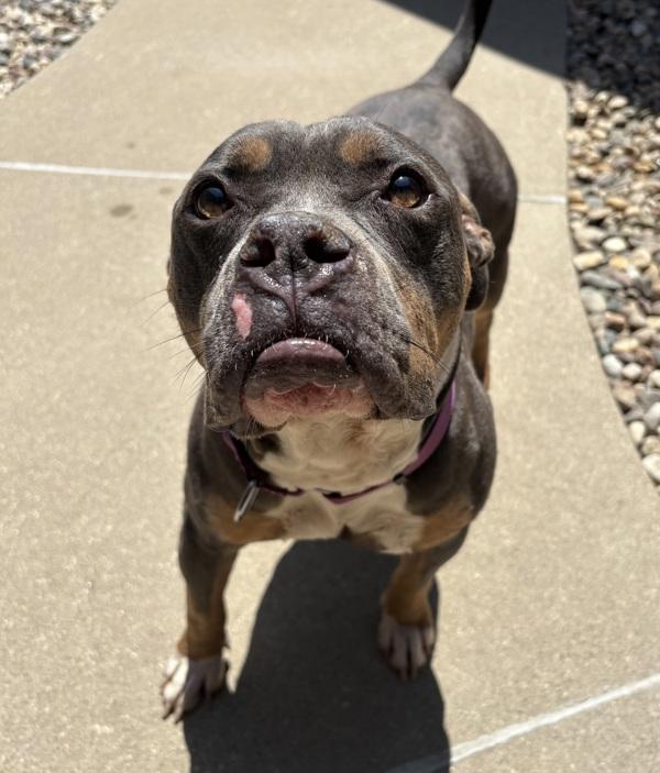 Enlarge Drax, a Adoptable mixed breed in Sioux City, IA image 1/1