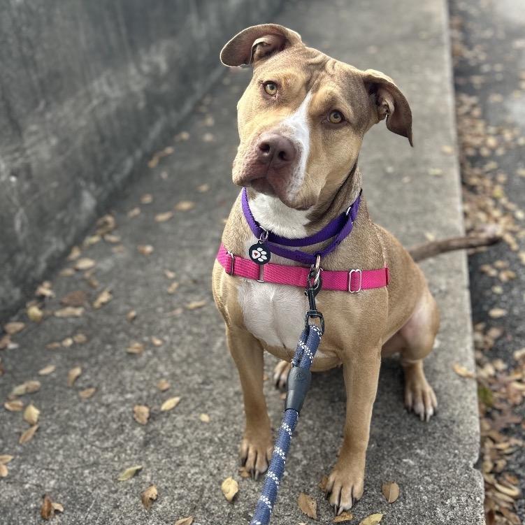 Nova, Adoptable, Adult Female Mixed Breed.