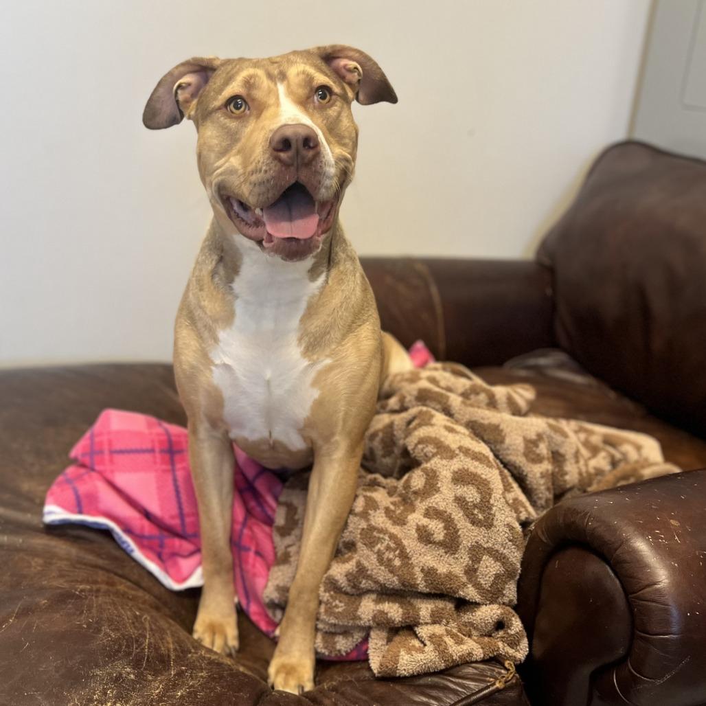 Enlarge Nova, a Adoptable Mixed Breed in Hinsdale, IL image 2/3