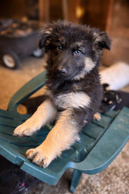 Enlarge Jasmine, a Adoptable mixed breed in Seattle, WA image 1/2
