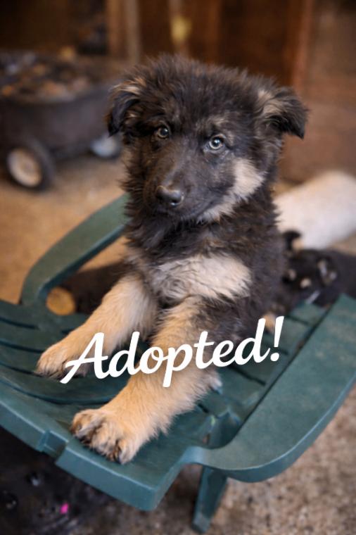 Enlarge Jasmine, a Adoptable mixed breed in Seattle, WA image 2/2