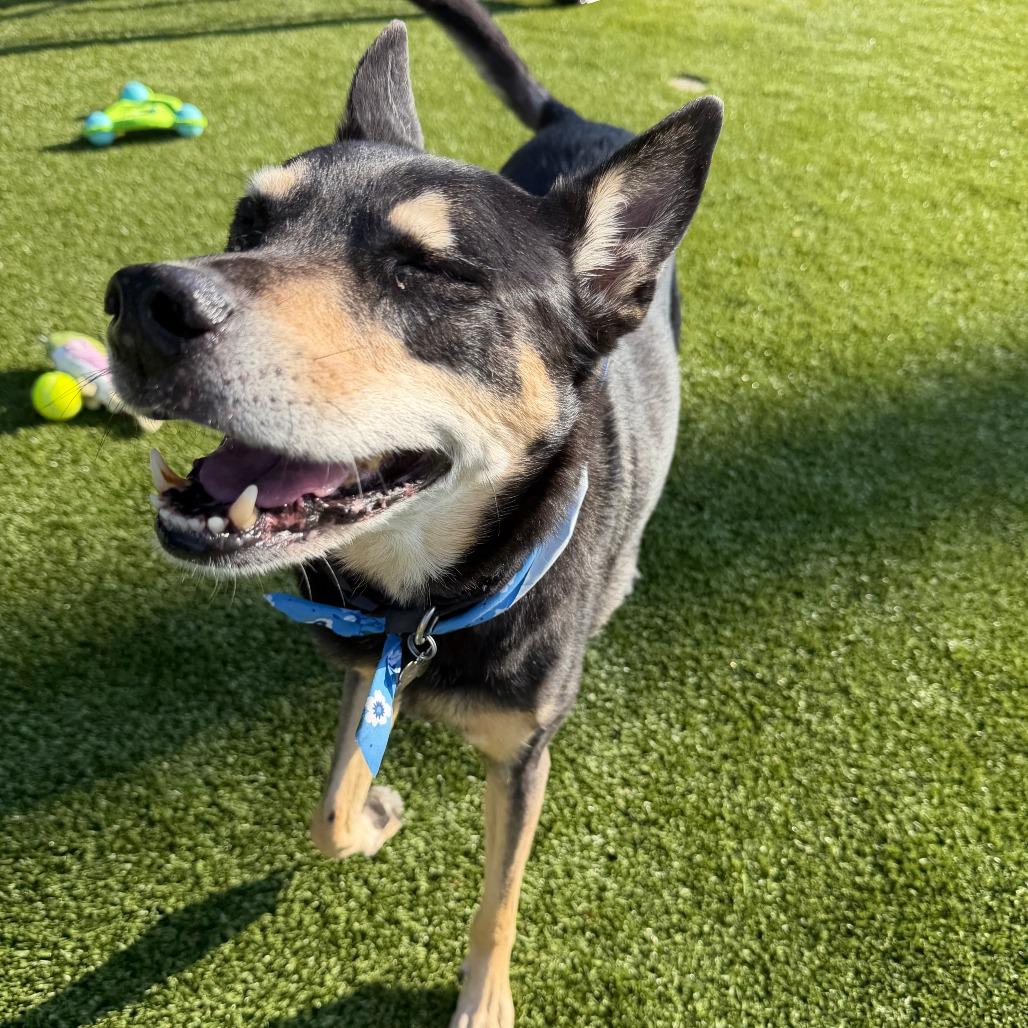Sargent, Adoptable, Senior Male Labrador Retriever.