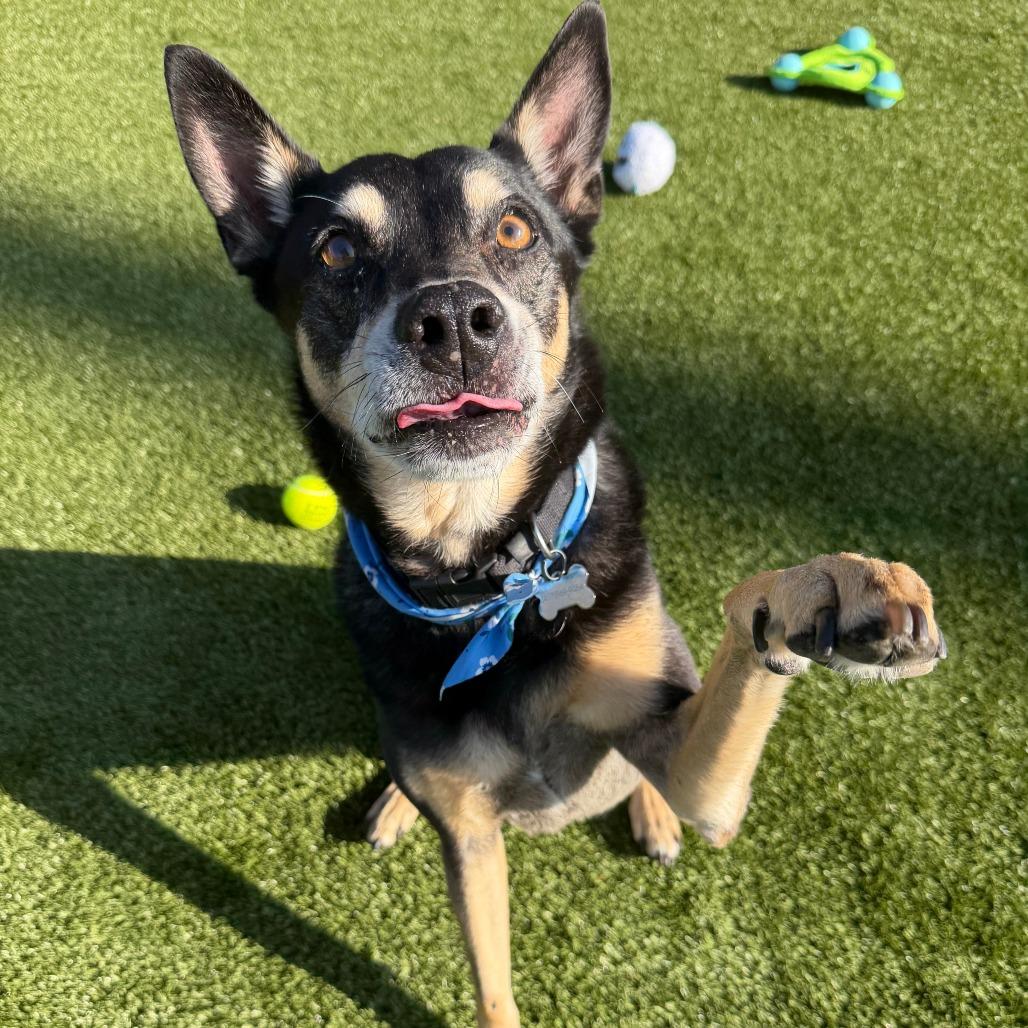 Enlarge Sargent, a Adoptable Labrador Retriever in Springfield, MO image 2/4