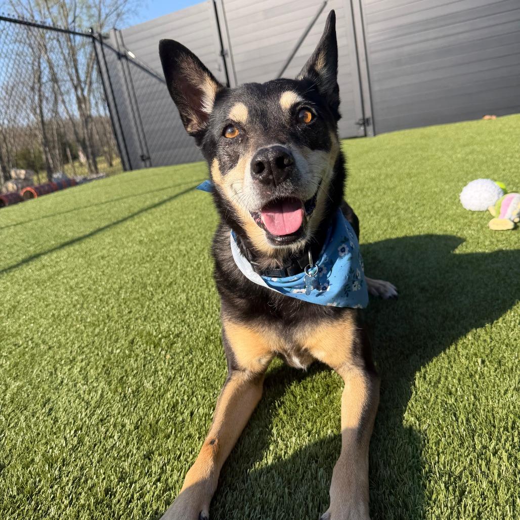 Enlarge Sargent, a Adoptable Labrador Retriever in Springfield, MO image 3/4