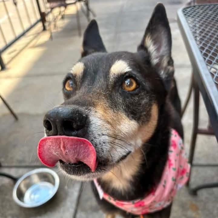 Sargent, a Adoptable Shepherd in Springfield, MO image 4/5