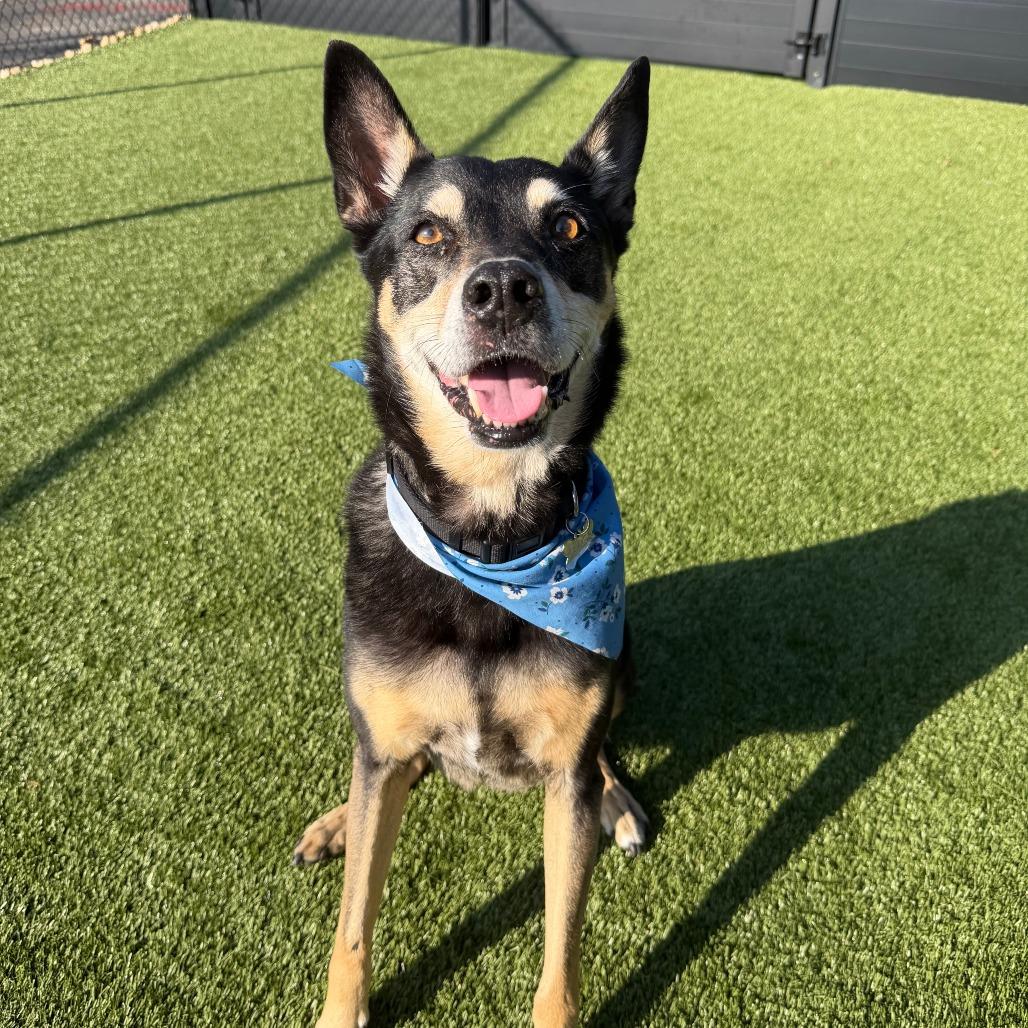 Enlarge Sargent, a Adoptable Labrador Retriever in Springfield, MO image 4/4